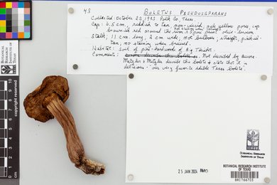 Boletus pseudoseparans image
