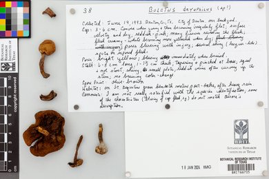 Boletus dryophilus image
