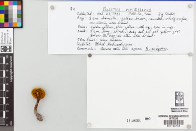 Boletus viridiflavus image