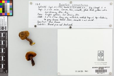 Boletus caespitosus image
