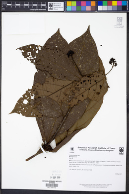 Cordia nodosa image