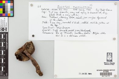 Boletus rubricitrinus image