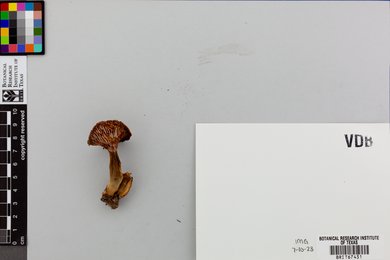 Lactarius petersenii image