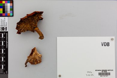 Lactarius yazooensis image