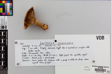 Lactarius subpalustris image