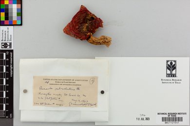 Russula subvelutina image
