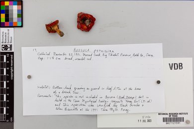 Russula persicina image