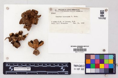 Geastrum hieronymi image