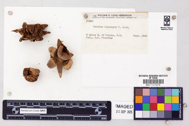 Geastrum hieronymi image