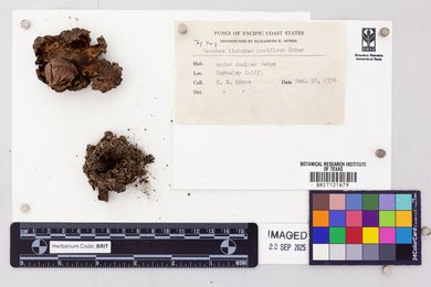 Geastrum limbatum image