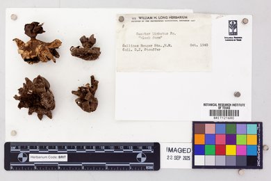 Geastrum limbatum image
