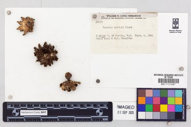Geastrum smithii image