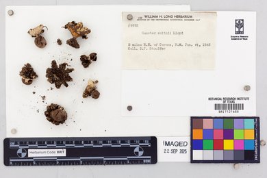 Geastrum smithii image