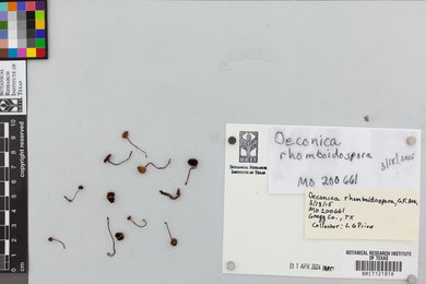 Deconica rhomboidospora image