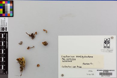 Lactarius xanthydrorheus image