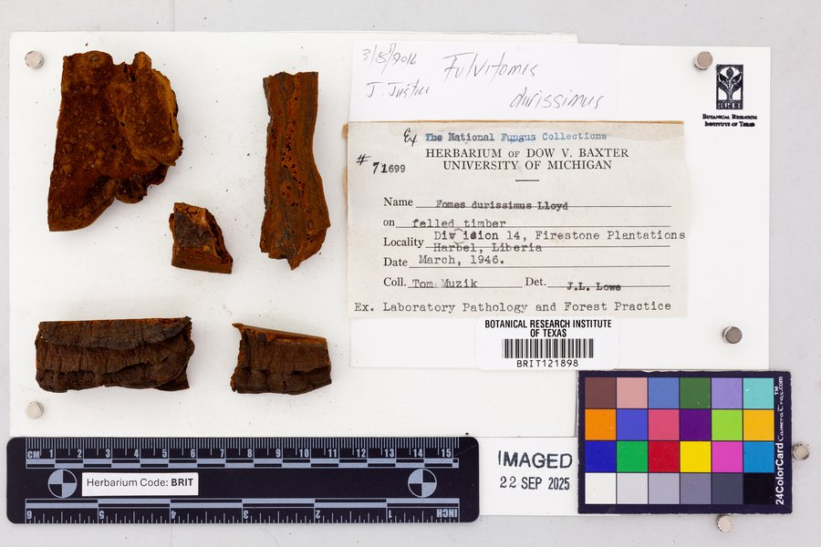 Fulvifomes durissimus image