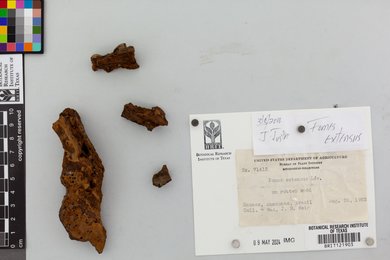 Fomes extensus image