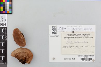 Fomitopsis cupreorosea image