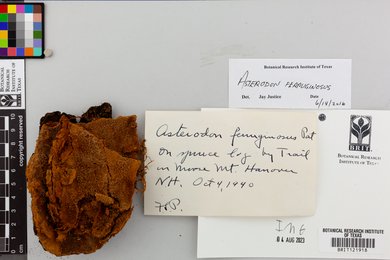 Asterodon ferruginosus image