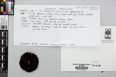 Agaricus argenteus image