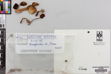 Agrocybe retigera image