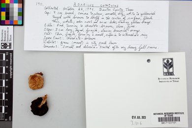 Agaricus comtulus image
