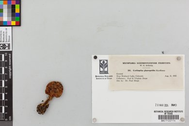 Cortinarius glaucopoides image