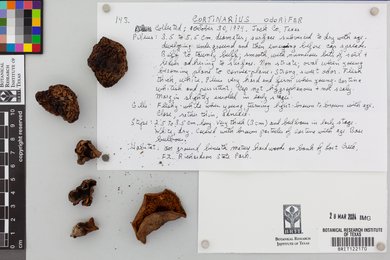 Cortinarius odorifer image