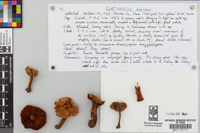 Cortinarius albidus image