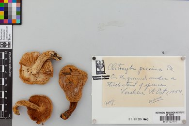 Clitocybe piceina image