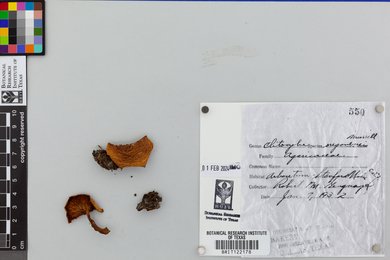 Cantharellula oregonensis image