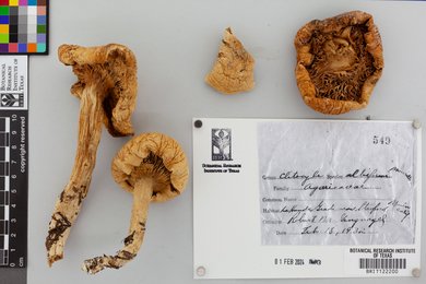 Clitocybe albiformis image