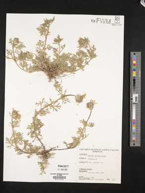 Glandularia bipinnatifida var. bipinnatifida image