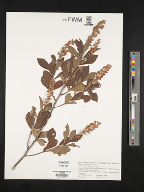 Spiraea latifolia image