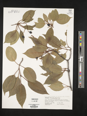 Amelanchier laevis image