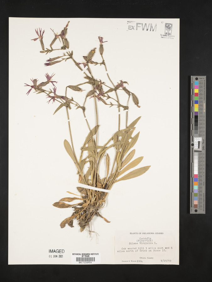 Silene virginica image