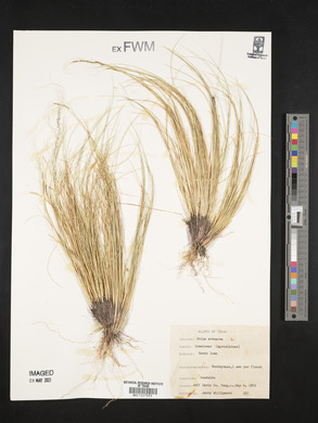 Stipa avenacea image