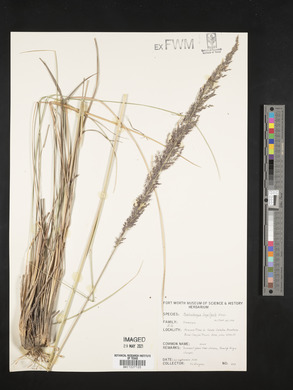 Muhlenbergia longiligula image