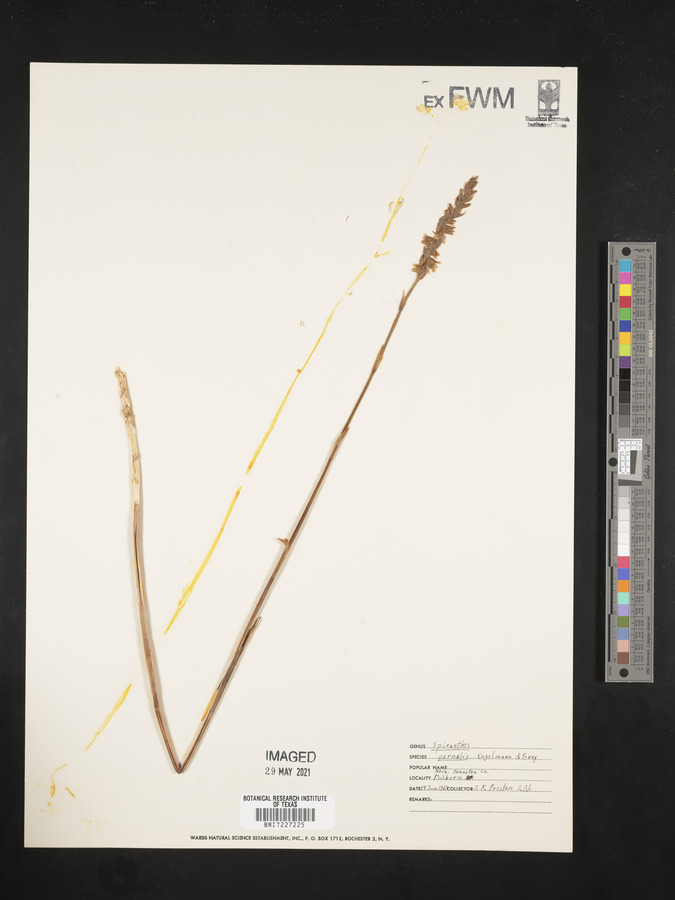 Spiranthes vernalis image