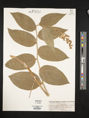 Maianthemum racemosum image