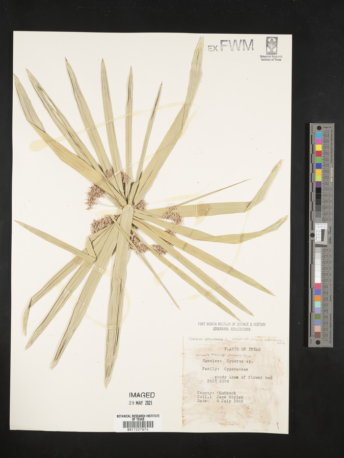 Cyperus alterniflorus image