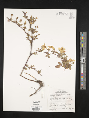 Rubus trivialis image