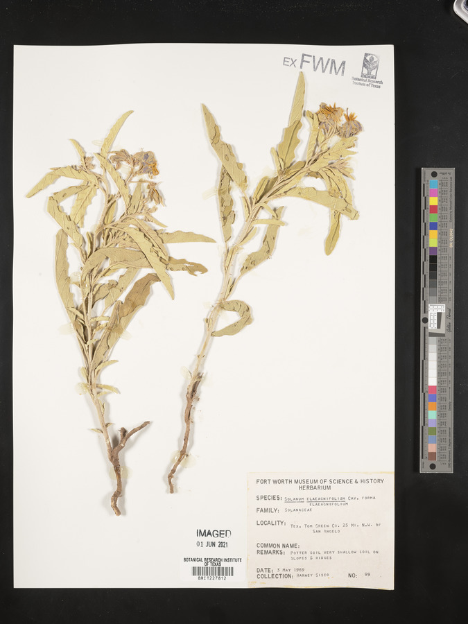 Solanum elaeagnifolium f. elaeagnifolium image