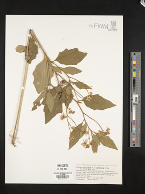 Solanum carolinense f. albiflorum image