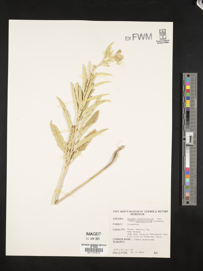 Solanum elaeagnifolium f. elaeagnifolium image