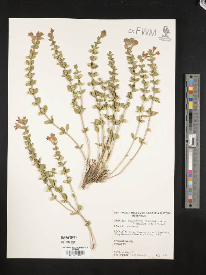 Scutellaria wrightii image