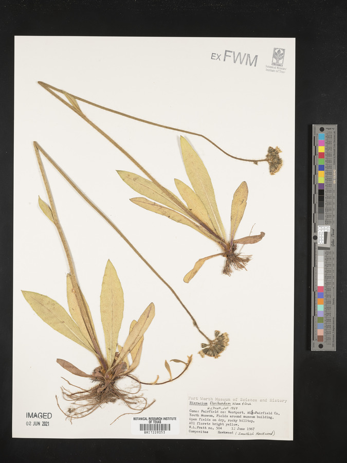 Pilosella floribunda image