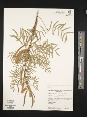 Prosopis glandulosa image