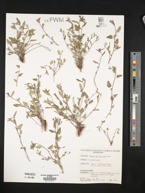 Tragia urticifolia image