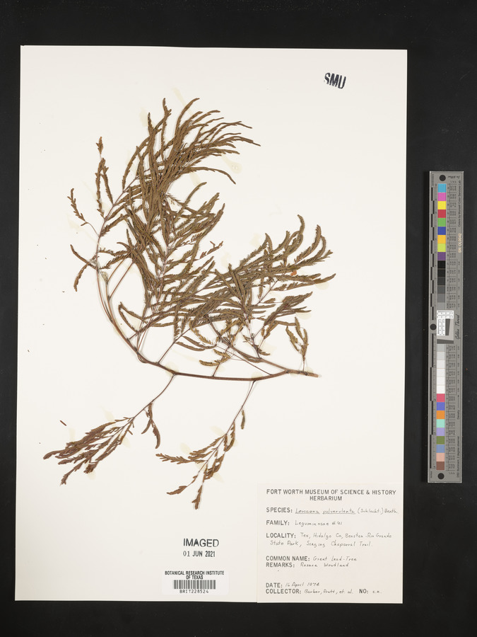 Leucaena pulverulenta image